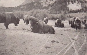 The Government Herd At Banff Great Fall Montana