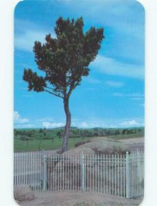 Pre-1980 TREE IN ROCK ON US 30 HIGHWAY Between Cheyenne And Laramie WY E6071
