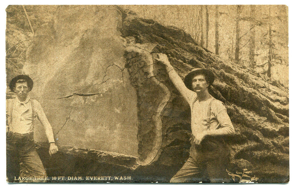 Large Tree Lumber Logging Everett Washington 1910c postcard United