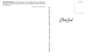 Brown Bears Alaska, USA Postcard