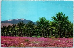 Postcard - Pink Verbenas, Date Palm Grove