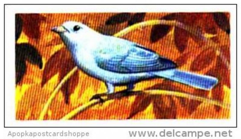 Brooke Bond Trade Card Tropical Birds No 25 Blue-Grey Tanager