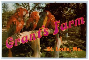 1977 Grant's Farm Scarlet Blue-gold Macaws Scene St. Louis Missouri MO Postcard