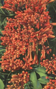Vintage Postcard 1939 The Flame Vine Bononia Venusta Flower Blooms Florida FL