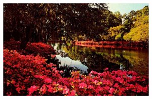 Postcard GARDEN SCENE Wilmington North Carolina NC AS1942