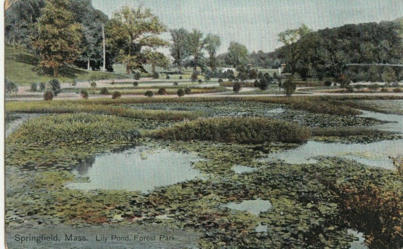 SPRINGFIELD, Massachusetts, PU-1909; Lily Pond