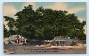 WEST PALM BEACH, Florida FL~ Tree BANYAN SNACKERY Roadside c1940s Linen Postcard