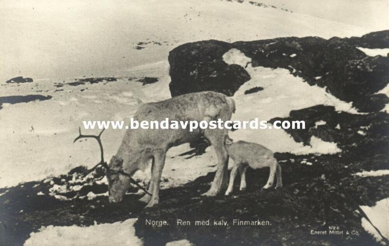 norway norge, FINMARKEN, Ren med Kalv, Reindeer with Calf (1927) RPPC