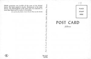 Pecan Trees State Flag, Texas TX Postcard