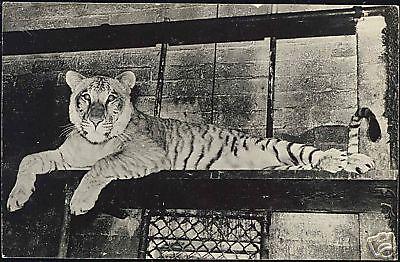 Resting TIGER TIGRE TIJGER in Cage (1940s) RPPC 