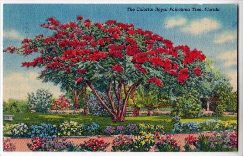 Royal Poinciana Tree, Florida