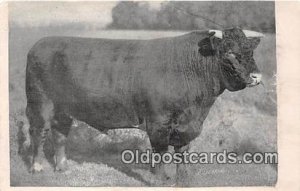 Hildebrand Cow Unused 