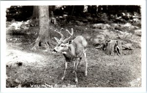 RPPC WASHINGTON STATE    NATIVE  DEER In Forest   c1950s  Ellis  #1272  Postcard