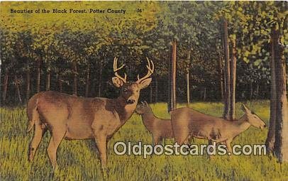 Potter County Black Forest 1954 