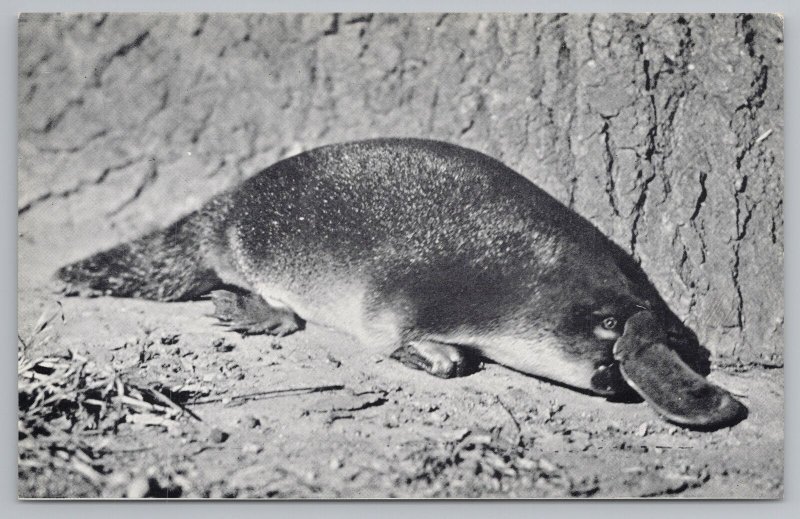 Animal~Duck-Billed Platypus In New York Zoo~Vintage Postcard 