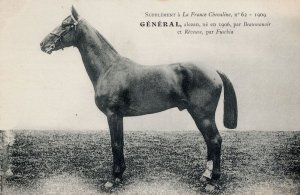 General La France Chevaline 1906 Race Horse Antique Postcard