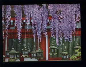 210164 JAPAN NARA Kasuga Shrine in spring Cherry blossoms old postcard