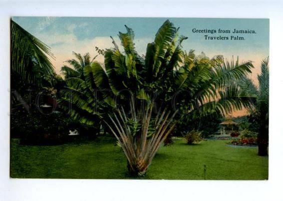 172184 GREETINGS from JAMAICA Travelers Palm Vintage postcard