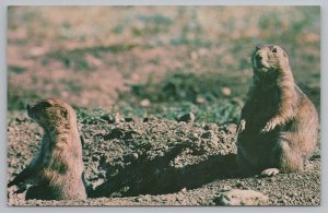 Animal~Prairie Dogs Theodore Roosevelt Nat'l Mem'l Park North Dakota~Vintage PC 