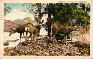 Close View Plentiful Deer Poconos Rocky Shoreline Forestry Postcard Note WOB PM 