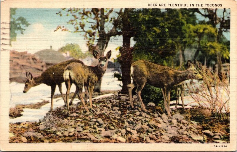 Close View Plentiful Deer Poconos Rocky Shoreline Forestry Postcard Note WOB PM 