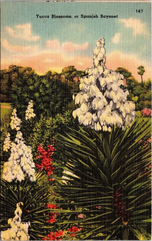 Yucca Blossoms Spanish Bayonet Sunset Linen Postcard UNP VTG Tichnor Unused 