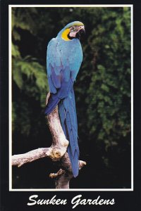 Blue and Gold Macaw at Sunken Gardens St Petersburg Florida