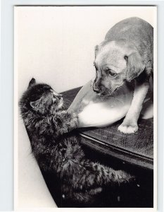 Postcard Kitten About to Fall Dog Just Watching Look What You've Done