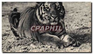 Old Postcard Felin A Bengal Tiger Zoo Zoo, Bois de Vincennes Zoo