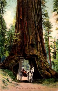 California Mariposa Grove Wawona Tunnel Tree and Coach 1908