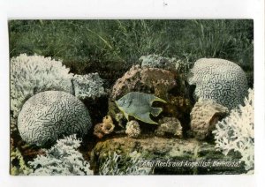 3090296 BERMUDA Coral Reefs and Angelfish Vintage PC