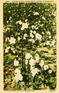 Cotton Stalk loaded with Cotton in Dixieland