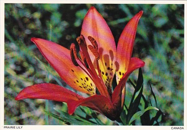 Canada Flowers The Prairie Or Western Lily Floral Emblem Of Saskatchewan