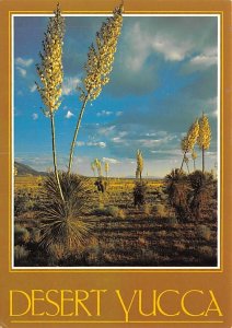 Desert Yucca 