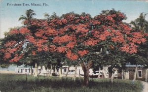 Poinciana Tree Miami Florida 1918