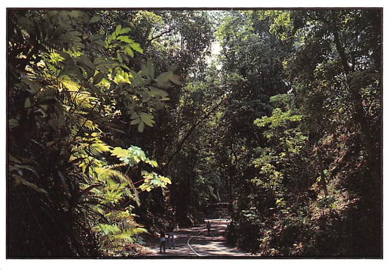 Fern Gully - Ocho Rios, Jamaica