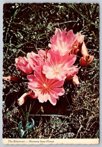 Bitterroot (Lewisia), Montana State Flower, 1972 Chrome Postcard