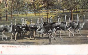 Hot Springs Arkansas~Ostrich Farm~Tuck Series POSTCARD c1910s