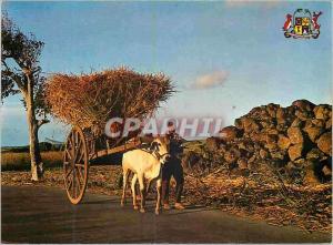  Modern Postcard Mauritius Transport of sugar canes