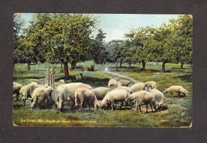 ME Sheep Oaklands Estate Gardiner Maine Postcard Vintage PC