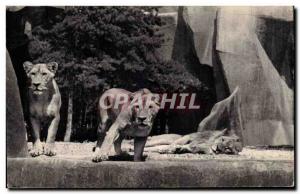 Paris - 12 - Bois de Vincennes - Zoo - Lion and Lioness on their tray Old Pos...