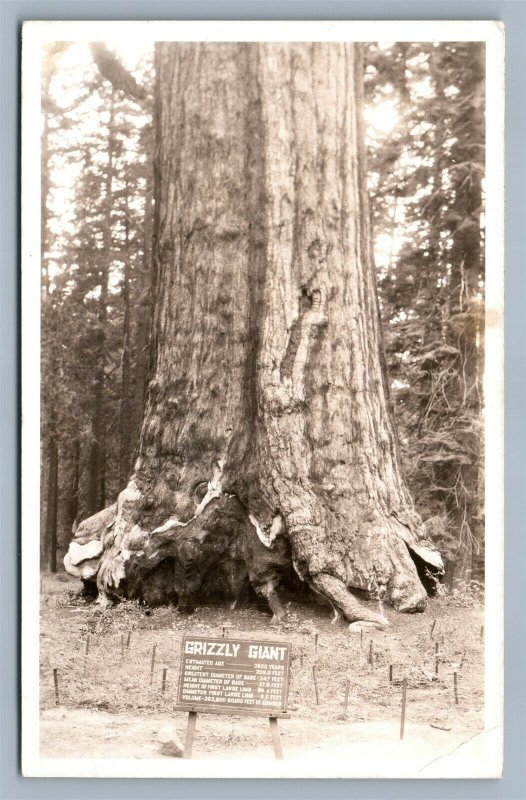 YOSEMITE NATIONAL PARK MARIPOSA GROVE CA ANTIQUE REAL PHOTO POSTCARD RPPC