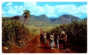 Sugar Fields West Maui Mountains Hawaii Postcard