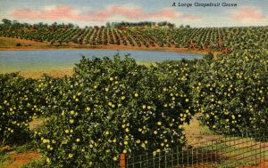 FL - Grapefruit Grove