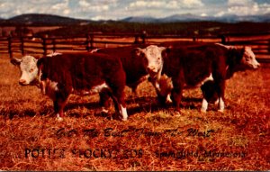 Cows Prize Hereford Stock Potter Stockyards Springfield Missouri