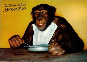 Cologne, Germany  ZOOLOGICAL GARDENS~CHIMP JACKIE  Kolner Zoo  4X6 Postcard