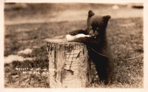 Black Bear Peggy at Indian Head White Mountains New Hampshire Vintage Postcard