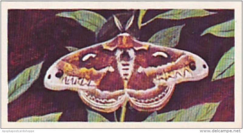 Brooke Bond Vintage Trade Card Wonders Of Wildlife 1976 No 13 Silk Moth Best ...
