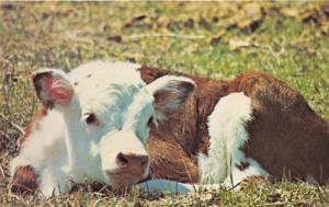 Nebraska~Hereford Cow Calf Laying in Grass~1970s Postcard