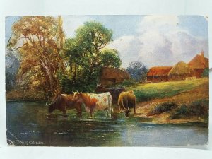 A Cooling Stream Cows in River Vintage Antique Postcard Posted Barnstaple 1907